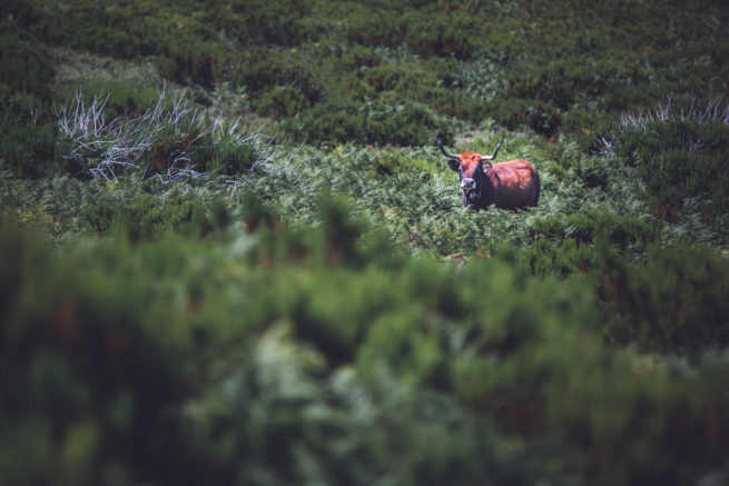 Parque Natural do Alvão