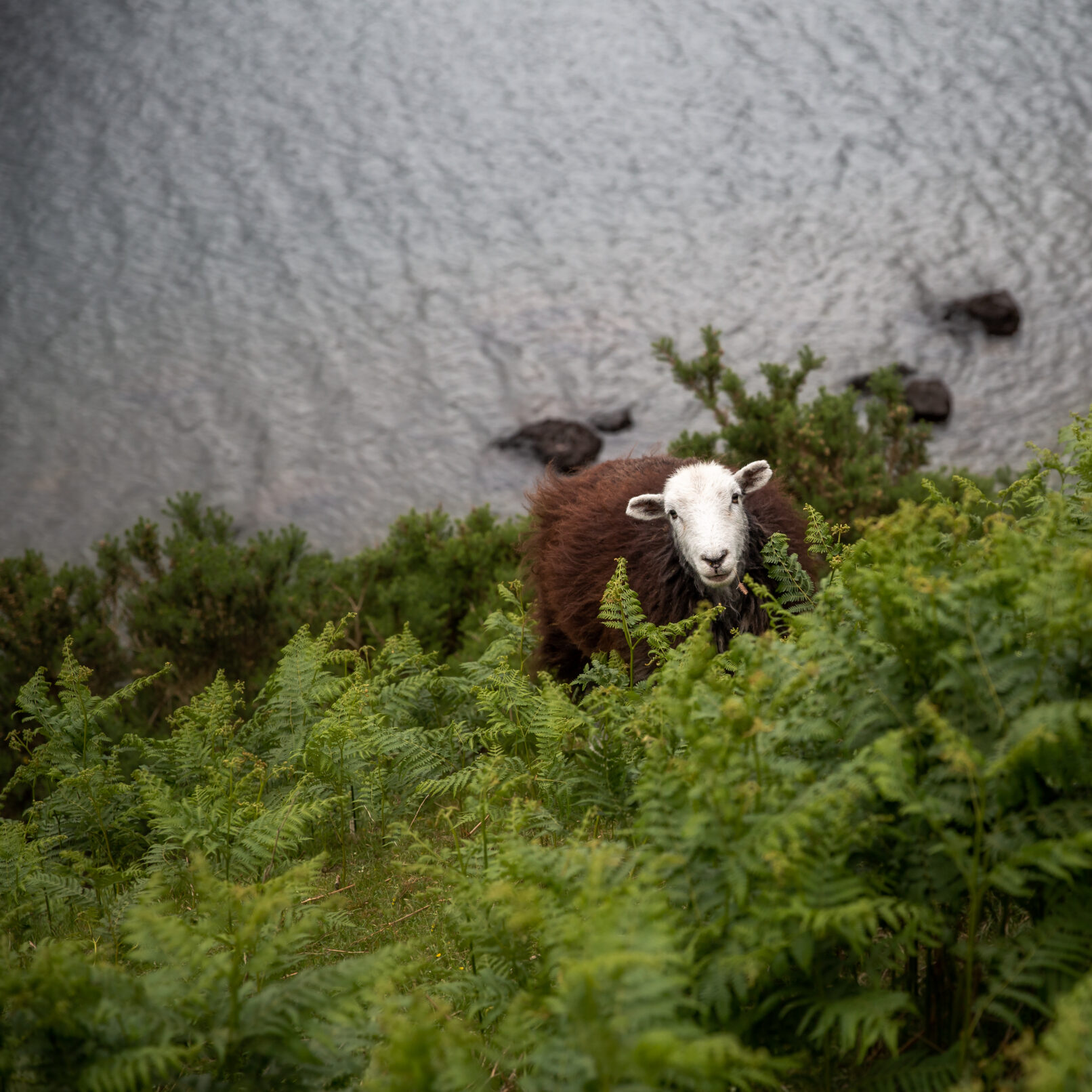 Wast Water